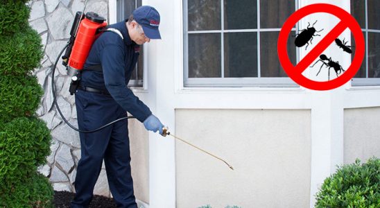 Yapraklı Akrep İlaçlama böcek ilaçlama ve haşere kontrolü — ilaclama-tr.com